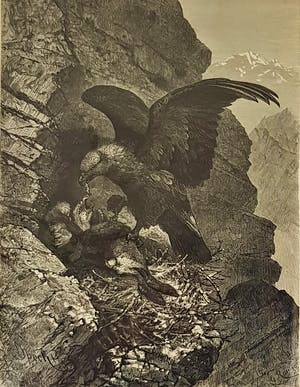 Niet of onleesbaar gesigneerd - Vogels kopen? Bied vanaf 1!