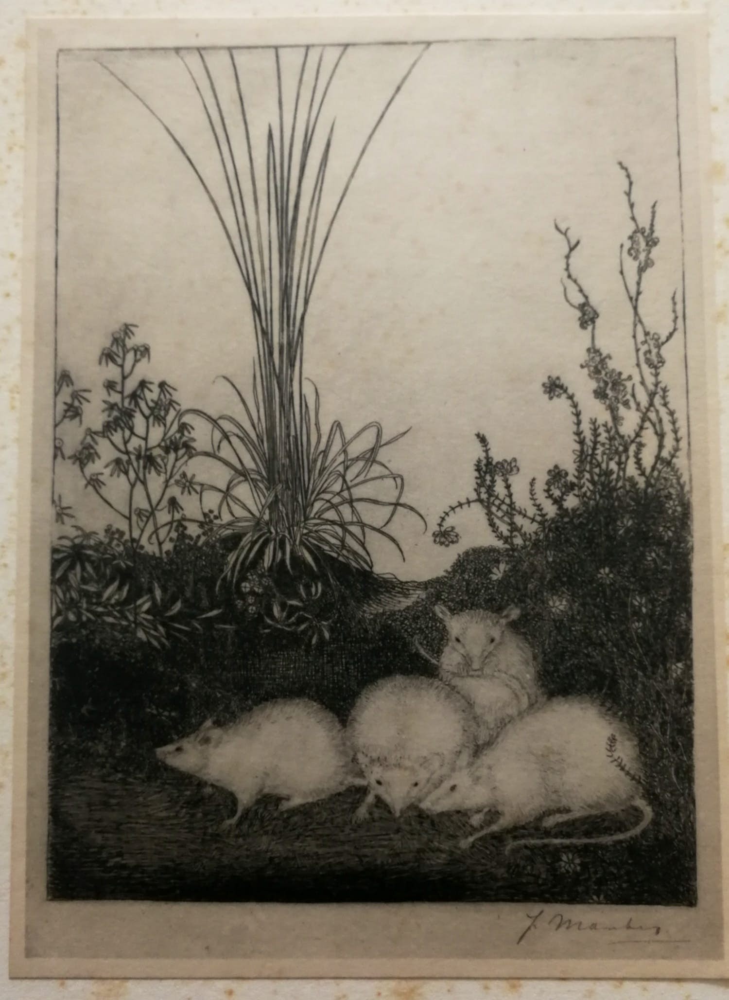 Jan Mankes - Witte muizen. Heliogravure. verkocht voor € 1!