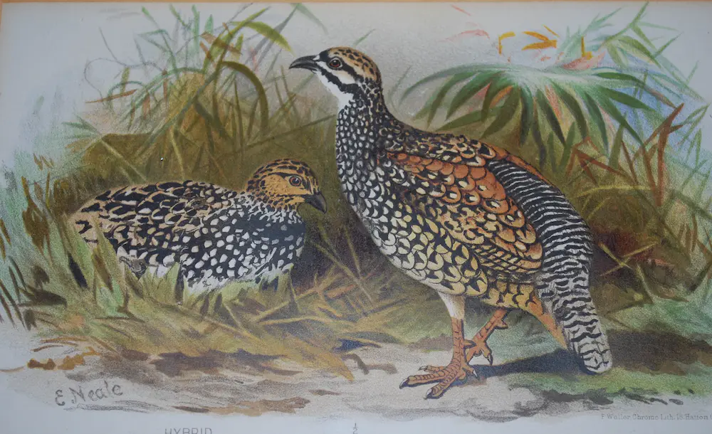 Edward Neale (1833-1904)