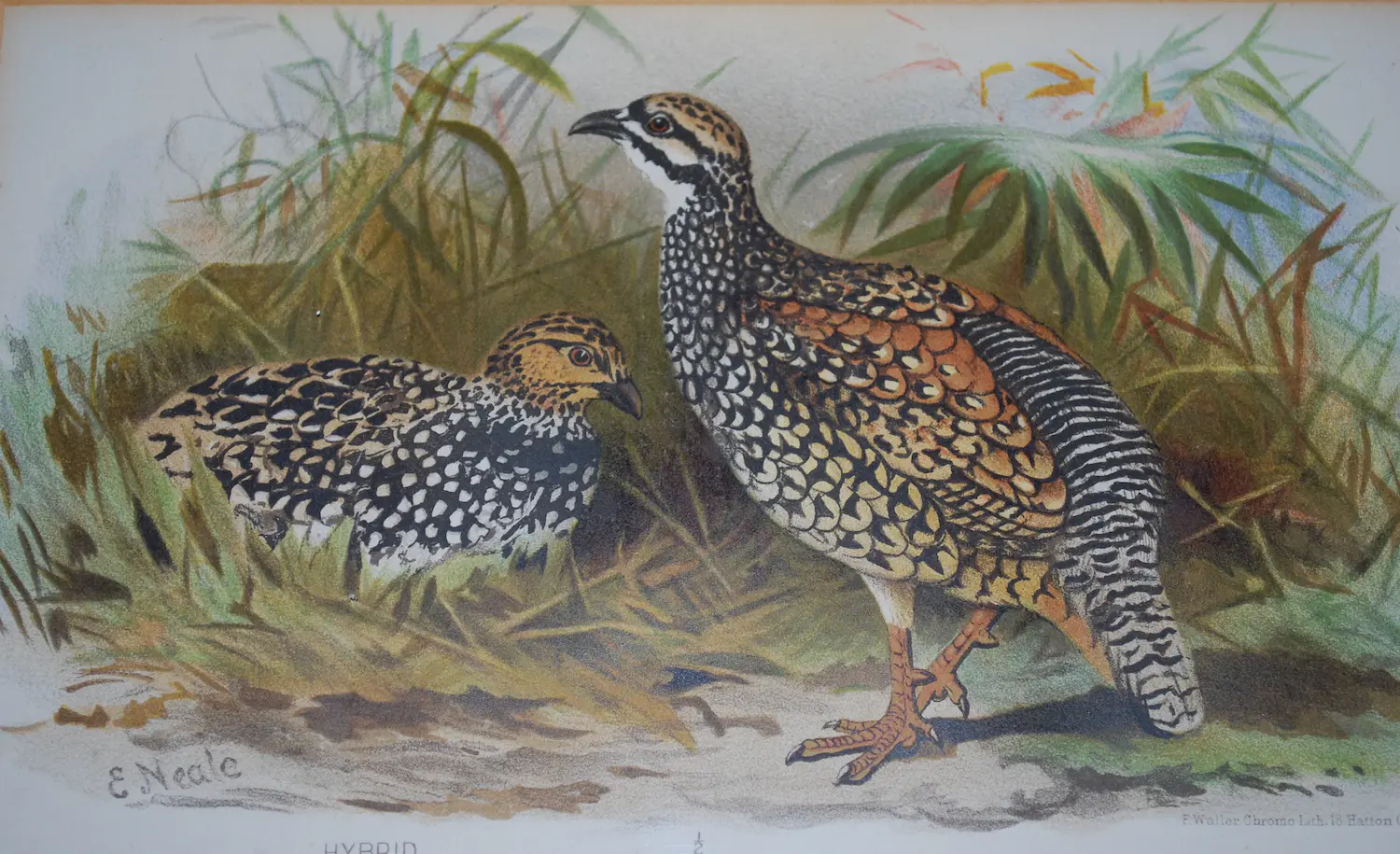 Edward Neale (1833-1904)