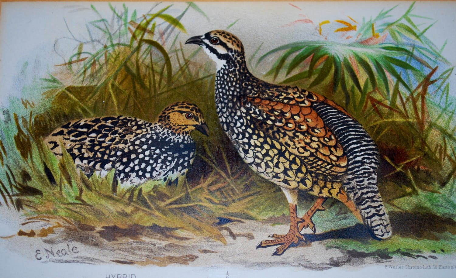 Edward Neale - Patrijzen - lithografie 19e eeuw verkocht voor € 35!