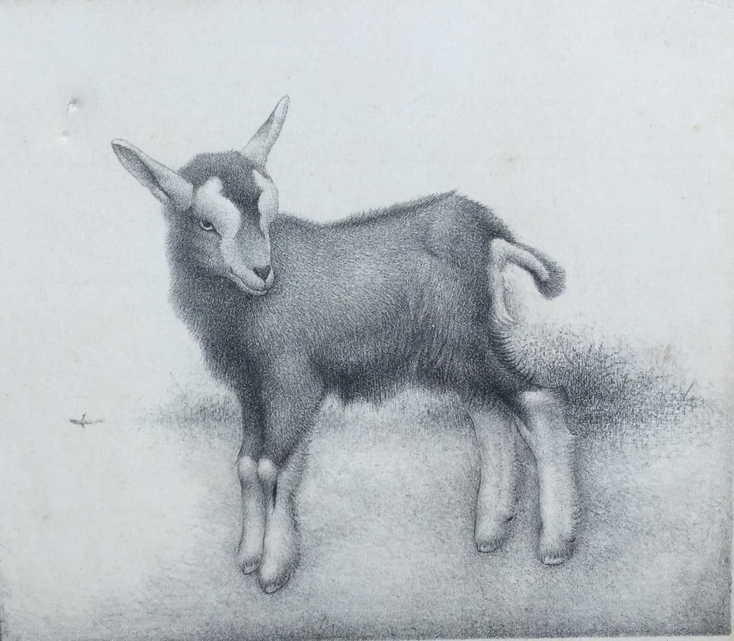 Jan Wittenberg - C2269-9 Geitje verkocht voor € 50!