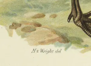 Wilhelm von Wright - Litho, Squatarola Squatarola, uit Svenska foglar (...) kopen? Bied vanaf 1!