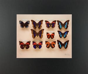 Paul Huf - C-print - 'Butterflies' - 1988 (INGELIJST) kopen? Bied vanaf 150!