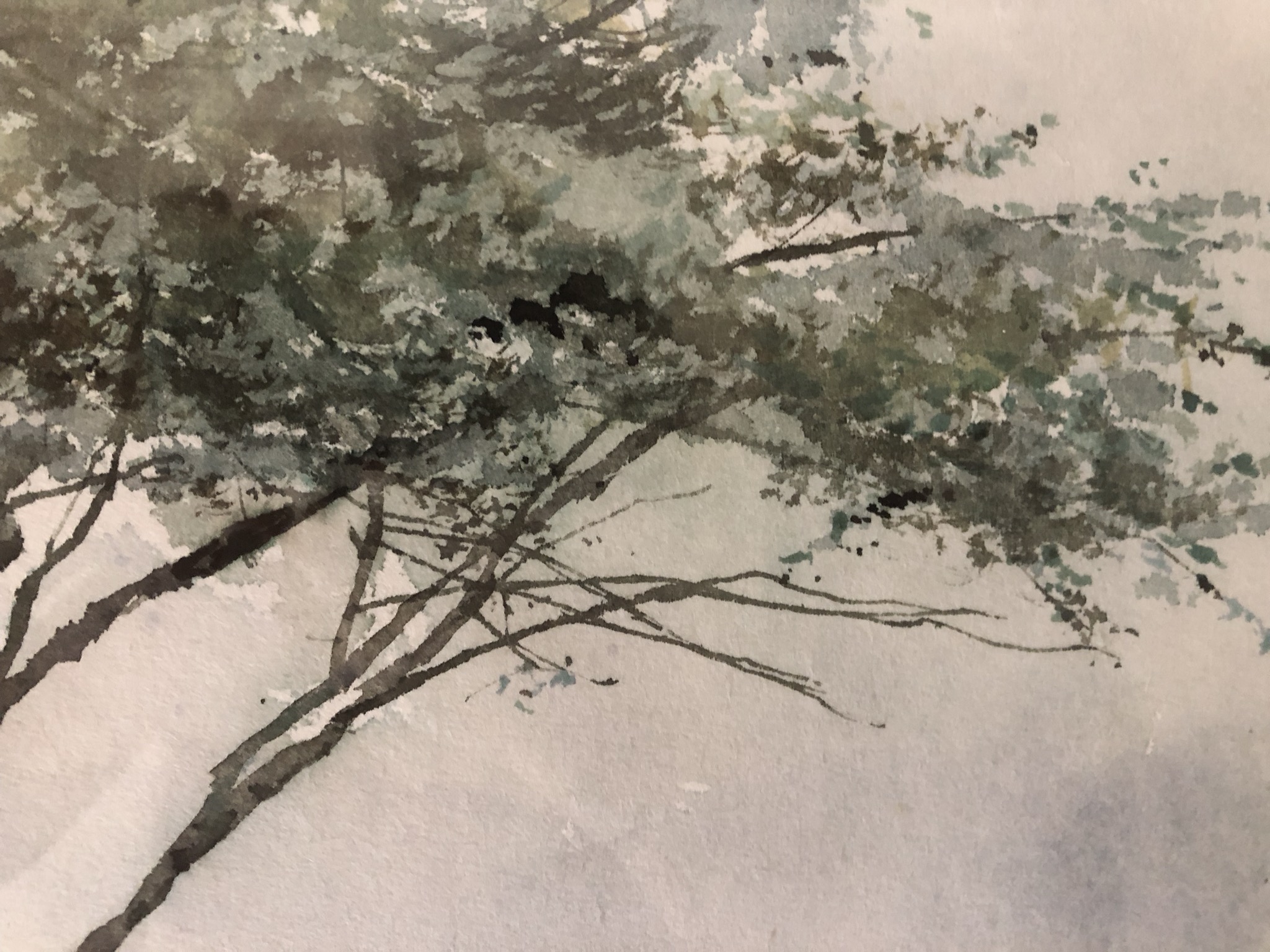 Edwin Brandt - Berkenbomen kopen? Bied vanaf 30!