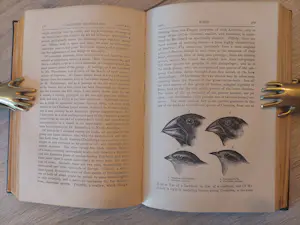Antiquarisch Boek - Charles Darwin - A naturalist's voyage, Journal of researches 1870 (2nd Edition) kopen? Bied vanaf 150!