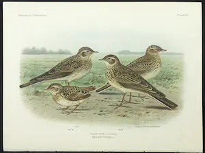 Eduard Daniël van Oort - Chromolitho, Lot van vier voorstellingen uit 'De Vogels van Nederland' kopen? Bied vanaf 1!