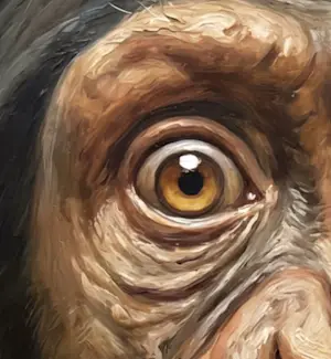 Mr Strange - Overvallen kopen? Bied vanaf 85!