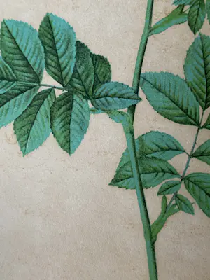 Pierre-Joseph Redoute - Rosa Rafa kopen? Bied vanaf 10!