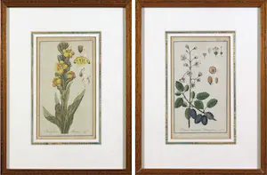 Johannes Zorn - Lot van twee handgekleurde botanische etsen kopen? Bied vanaf 50!