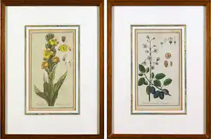 Johannes Zorn - Lot van twee handgekleurde botanische etsen verkauft für € 50!