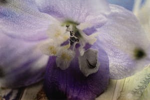 Marc Mulders - kleurendruk - 'Delphinium' - 2010 kopen? Bied vanaf 240!