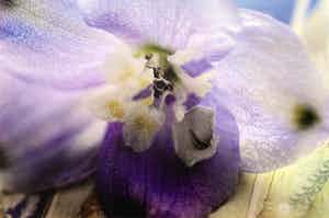 Marc Mulders - kleurendruk - 'Delphinium' - 2010 verkocht voor € 240!