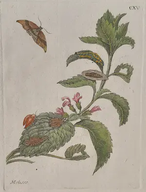 Maria Sybilla Merian - Nr. CXV “Melisse” uit Histoire des insectes de l’Europe kopen? Bied vanaf 150!