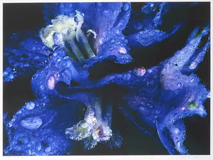 Bert Houweling - Foto, Iris 6 - Ingelijst kopen? Bied vanaf 1!