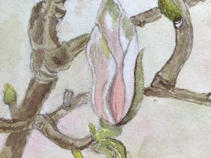 Niet of onleesbaar gesigneerd - Magnolia in Bloei. kopen? Bied vanaf 1!