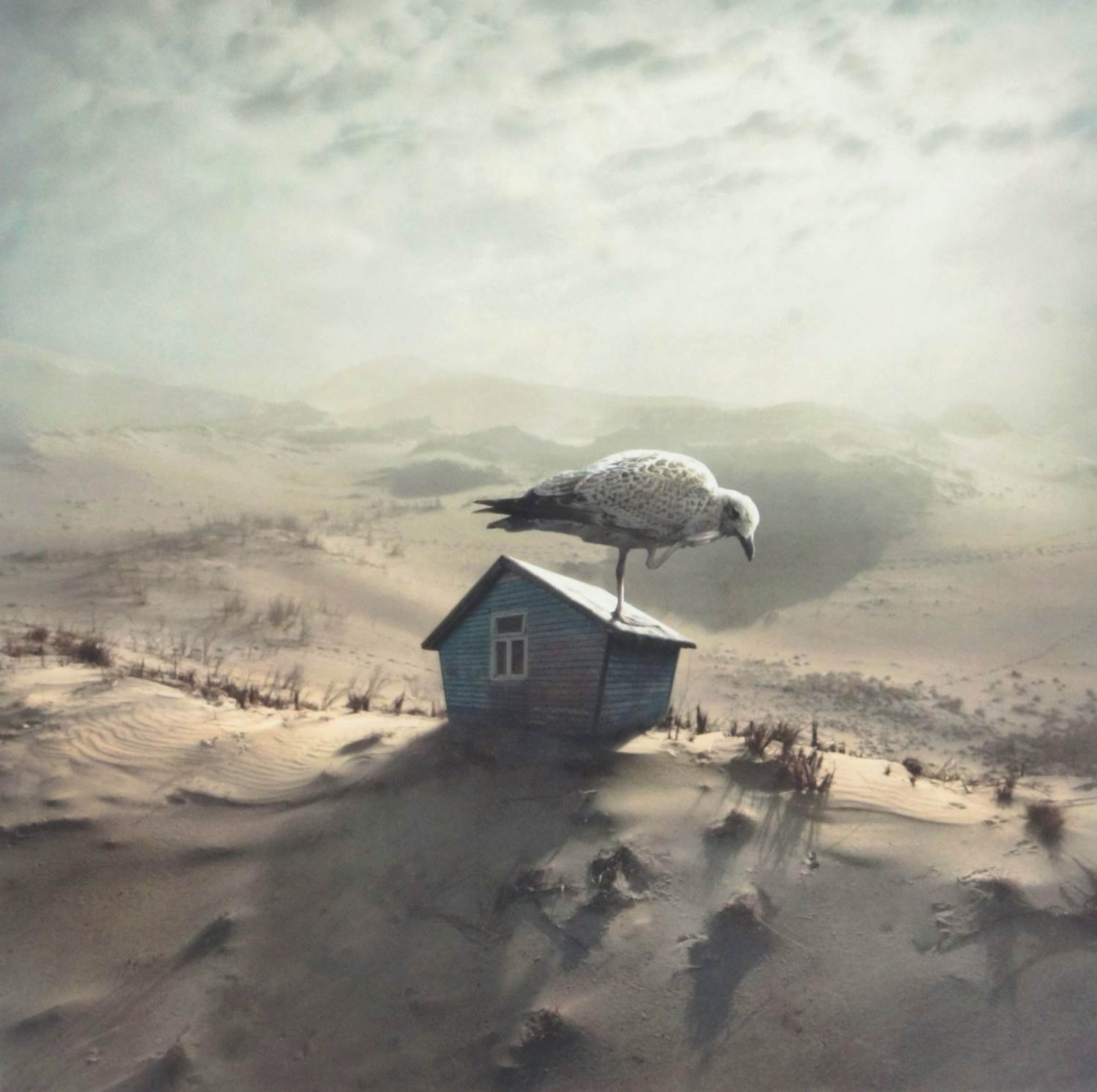 Dariusz Klimczak - 'Op het nest' (2011) - GRATIS VERZENDING kopen? Bied vanaf 70!