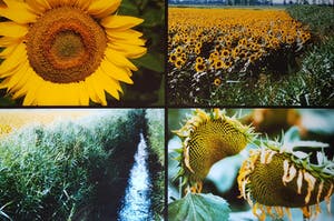 Paul Huf - C-print - zonnebloemen - ingelijst (groot) kopen? Bied vanaf 125!