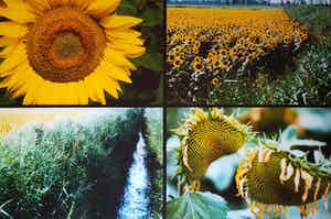 Paul Huf - C-print - zonnebloemen - ingelijst (groot) verkocht voor € 125!