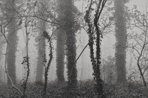 Ralph Janowski - Bomen kopen? Bied vanaf 1!