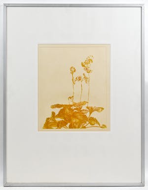 Marijke Fast - Plant V kopen? Bied vanaf 15!