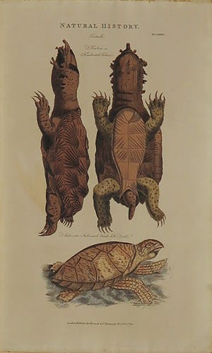 George Edwards - en onbekend, Lot van drie gravure, Diervoorstellingen kopen? Bied vanaf 1!