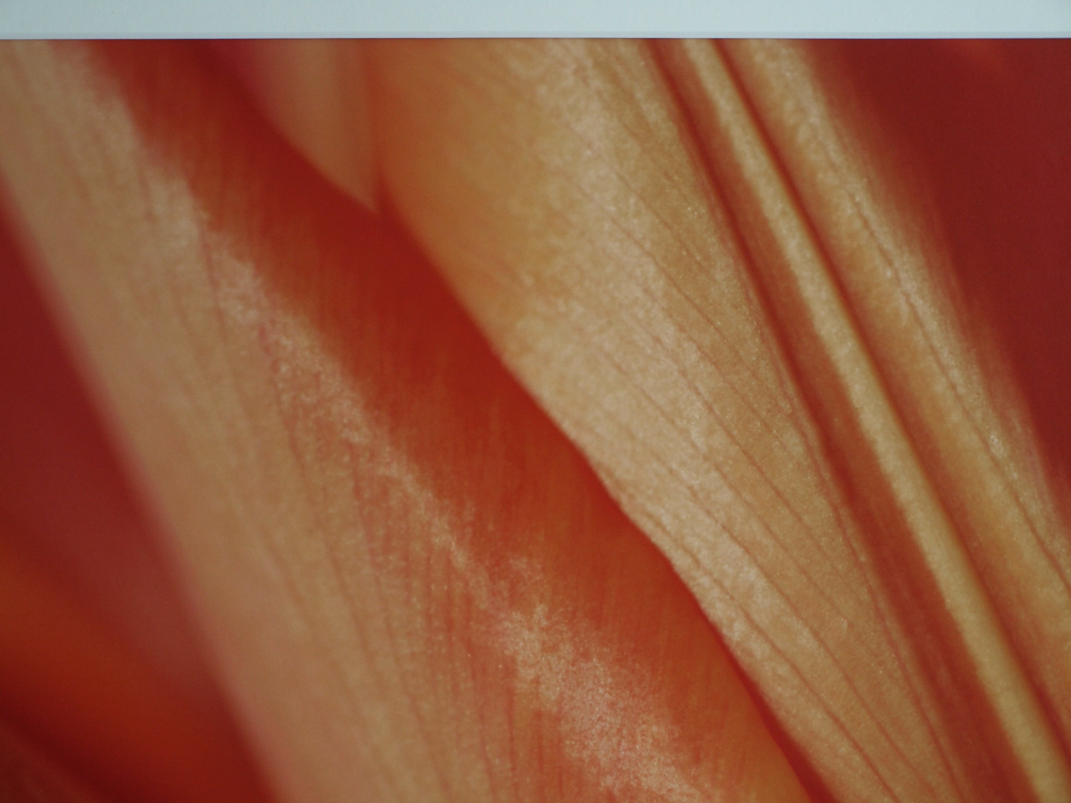 Niet of onleesbaar gesigneerd - Foto , Close-up – ingelijst  kopen? Bied vanaf 1!