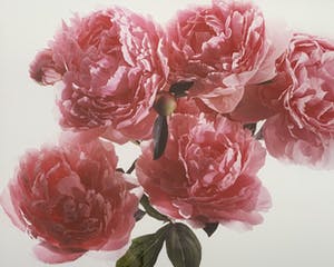Paul Huf - C-print - 'Peonies' - 1988 (INGELIJST) kopen? Bied vanaf 150!