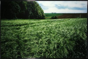 Paul Huf - C-Print, Landbouw - Ingelijst (Zeer groot) kopen? Bied vanaf 1!