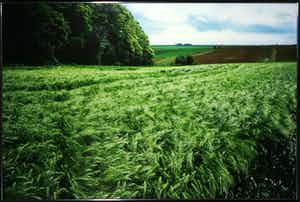 Paul Huf - C-Print, Landbouw - Ingelijst (Zeer groot) verkocht voor € 1!