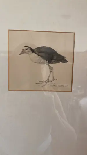 AcheterPeter Vos - Amaurornis phoenicurus (witborstwaterhoen)? Enchérissez de 250!