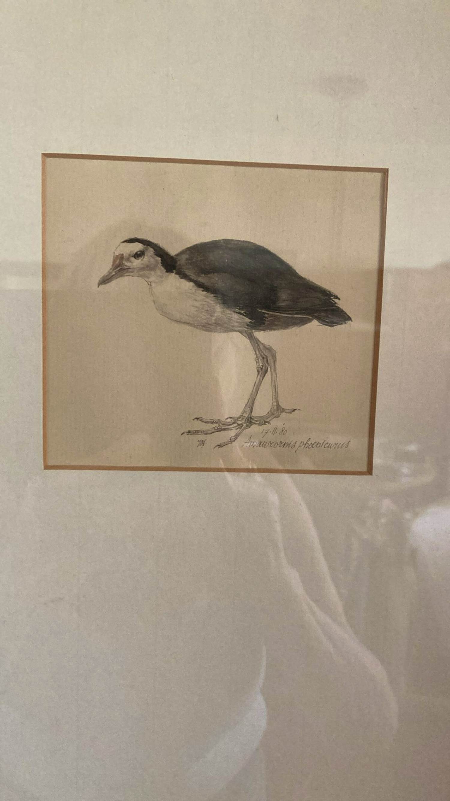 Peter Vos - Amaurornis phoenicurus (witborstwaterhoen) kopen? Bied vanaf 250!