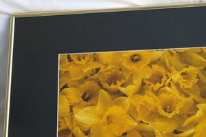 Paul Huf - Foto , Flowers : Gele Narcissen – gesigneerd & ingelijst - 1984 kopen? Bied vanaf 1!