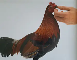 Koen Vanmechelen - Louisiana (Feeding chicken) kopen? Bied vanaf 495!