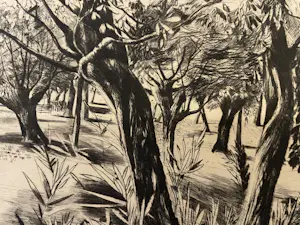 Theo Beerendonk - Knotwilgen kopen? Bied vanaf 40!