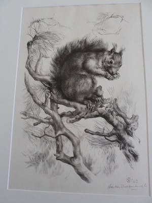 Aart van Dobbenburgh - Groot realistisch Litho "Eekhoorn op boomtak" gesigneerd 1962 kopen? Bied vanaf 40!