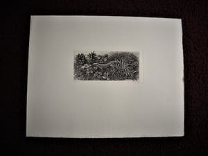 Dirk van Gelder - Meester graficus HERFST dennenappels, salamander etc - oplage 75 - potl.gesignrd kopen? Bied vanaf 68!