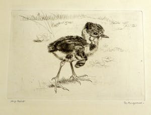 Sjoerd Kuperus - Kievitsjong kopen? Bied vanaf 30!