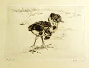 Sjoerd Kuperus - Kievitsjong verkocht voor € 30!