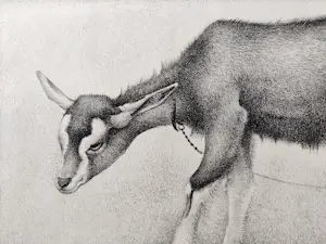 Jan Wittenberg - Geit kopen? Bied vanaf 125!