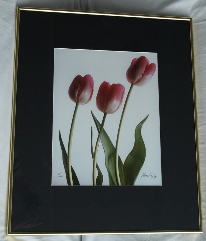Paul Huf - Paul Huf : Foto - Flowers – 3 Roze tulpen – gesigneerd & ingelijst - 1984  verkocht voor € 75!