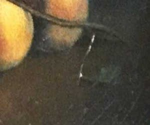 Niet of onleesbaar gesigneerd - C3660 - Stilleven met fruit en vogel kopen? Bied vanaf 10!