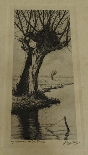 Dirk Harting - Knotwilg aan het water kopen? Bied vanaf 30!