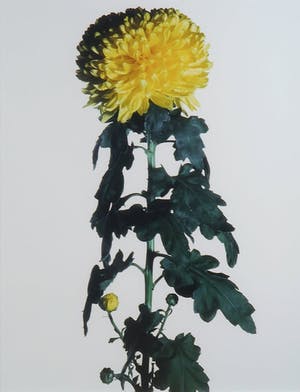Paul Huf - Foto, Helianthus - Ingelijst kopen? Bied vanaf 1!