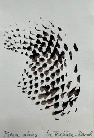 AcheterSjoerd Buisman - Afdruk van een dennenappel | 'Picea Abies' | 1983 (UNIEK WERK)? Enchérissez de 200!