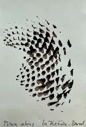 Buy Sjoerd Buisman - Afdruk van een dennenappel | 'Picea Abies' | 1983 (UNIEK WERK)? Bid from 200!