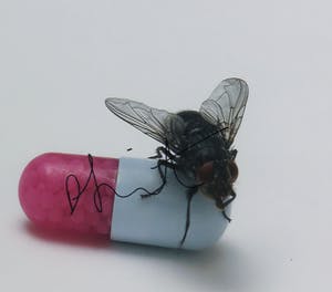 Damien Hirst - Gesigneerde LP-hoes, Red Hot Chili Peppers album: I'm with you - Ingelijst kopen? Bied vanaf 1!