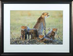 Thomas D. Mangelsen - Foto, The Dry Season - Ingelijst (Groot) verkocht voor € 50!