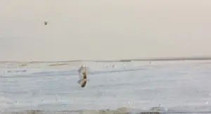 Leonie Greefkens - Gemengde techniek op papier, De tuinman en de dood - Ingelijst (Zeer groot) kopen? Bied vanaf 1!