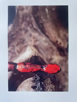 Peer Veneman - Foto, Zonder titel kopen? Bied vanaf 30!